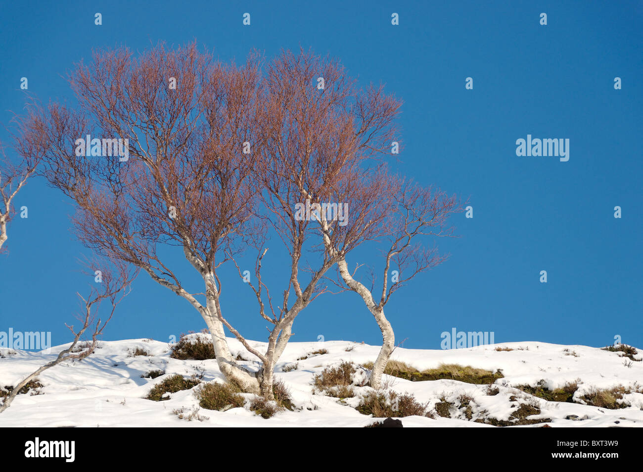 Silver Birch trees in winter Stock Photo