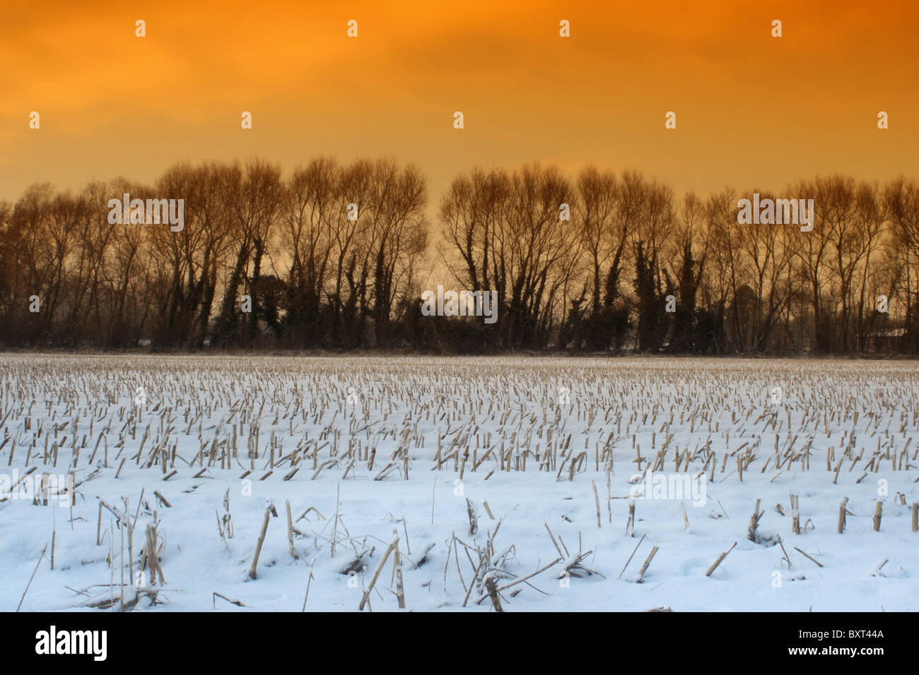 Bare trees bordering farmland of harvested corn on the cob field