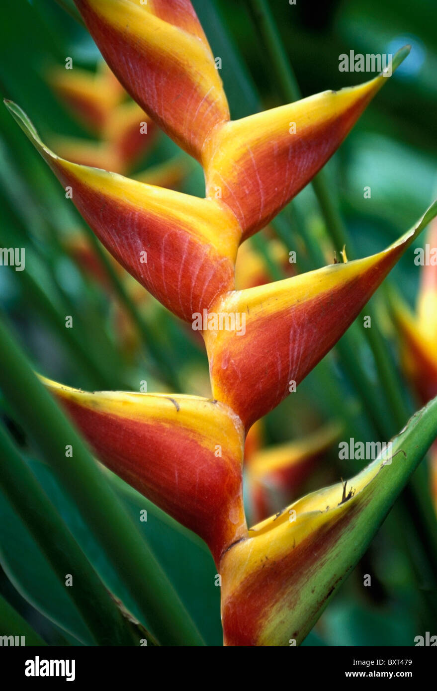 Detail Of Flower From Garden Of The Sleeping Giant, Close Up Stock Photo