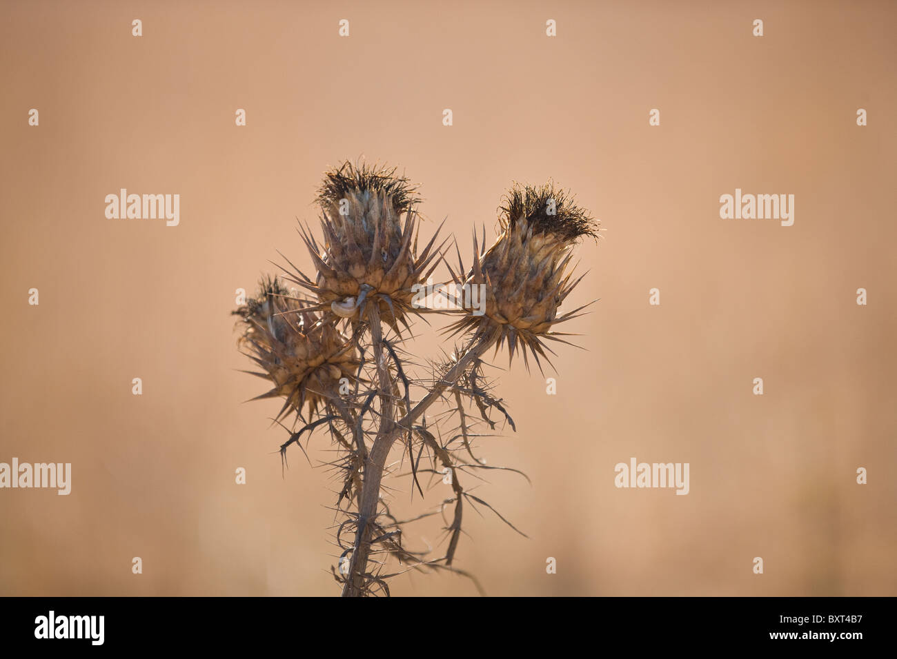 Dried thistle flowers Stock Photo - Alamy