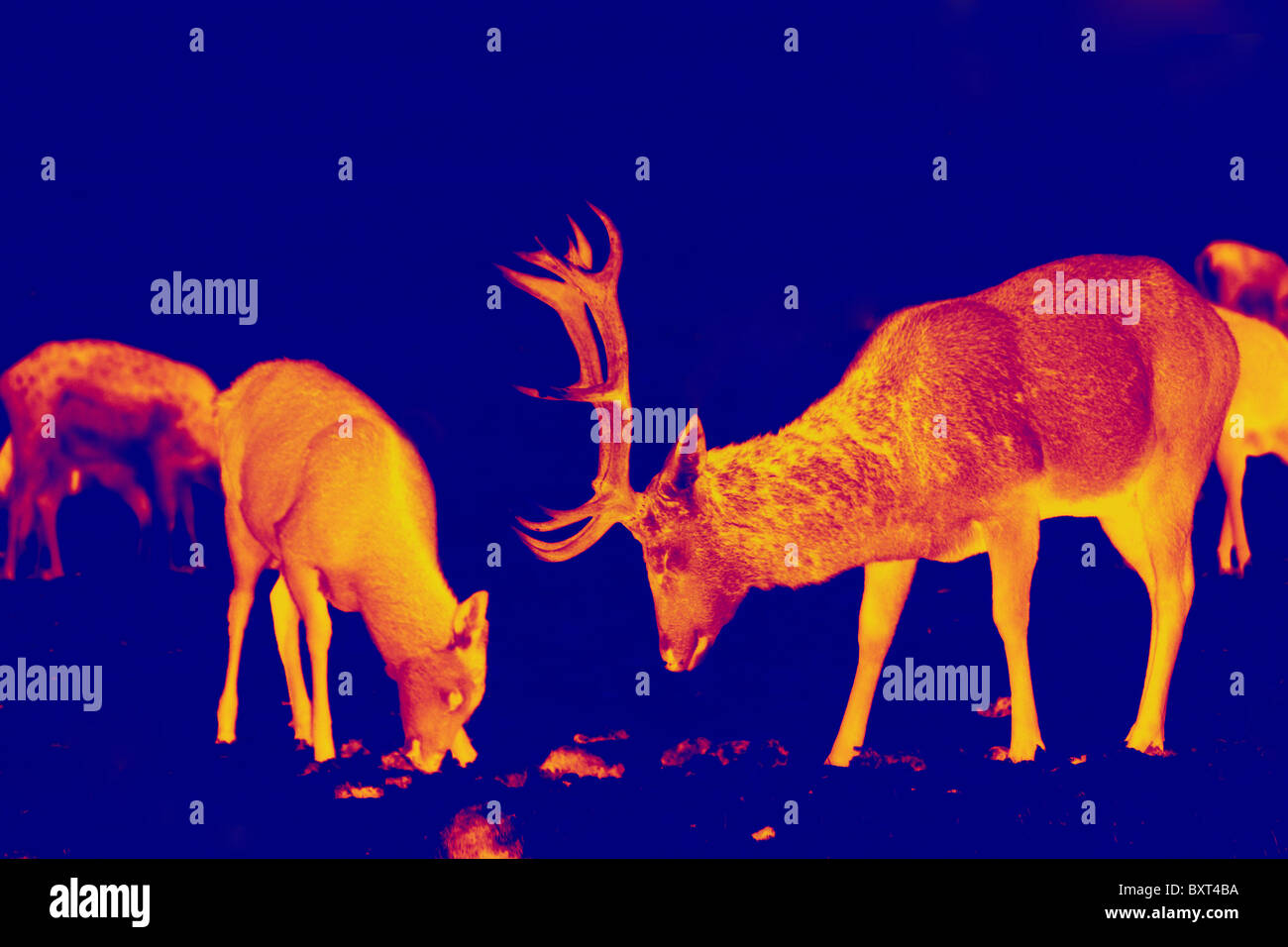 Red deer and stag converted in to a thermal infrared digital photograph to appear as a heat-seeking predatory shot Stock Photo