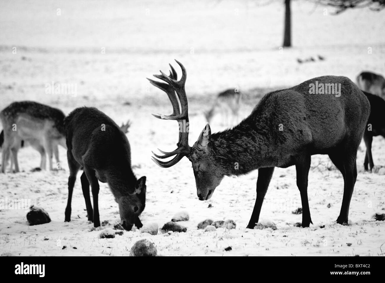 Red deer in the snow during the Winter Stock Photo