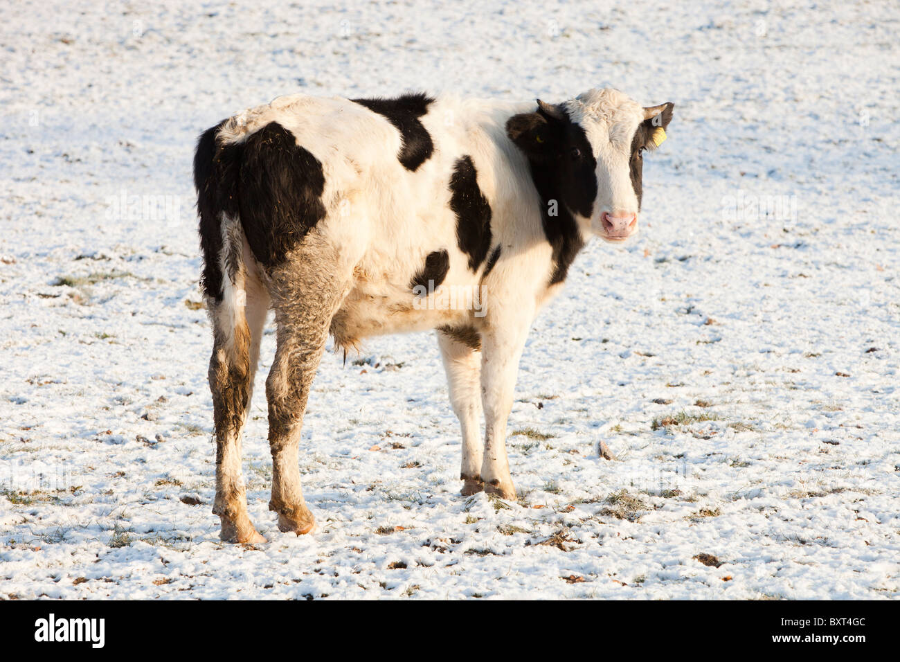 A cow in a snowy field, Leicestershire, UK. Stock Photo