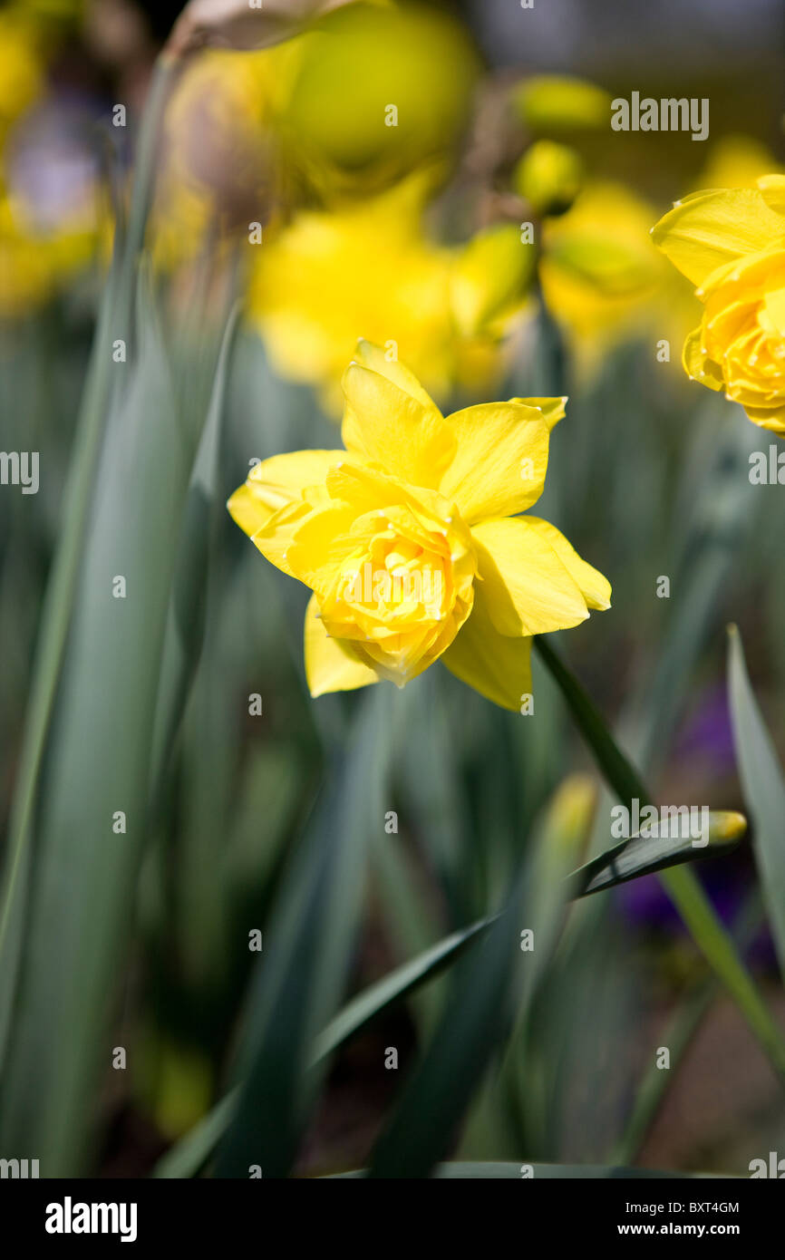 Double daffodil hires stock photography and images Alamy
