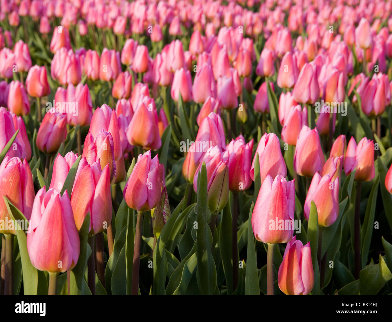 Famous Dutch bulb fields with millions of tulips in Holland Stock Photo