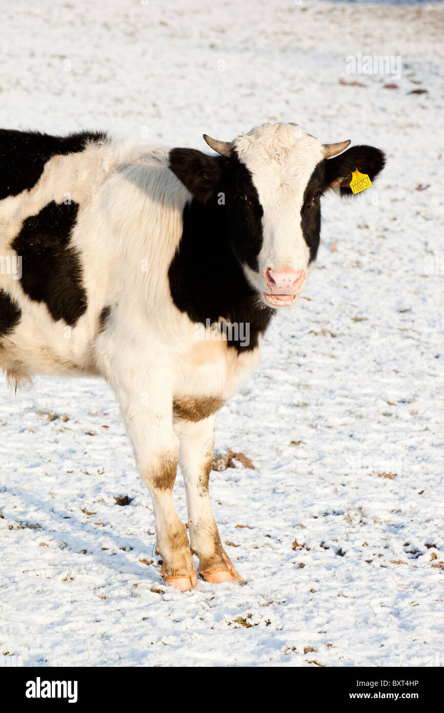 A cow in a snowy field, Leicestershire, UK. Stock Photo