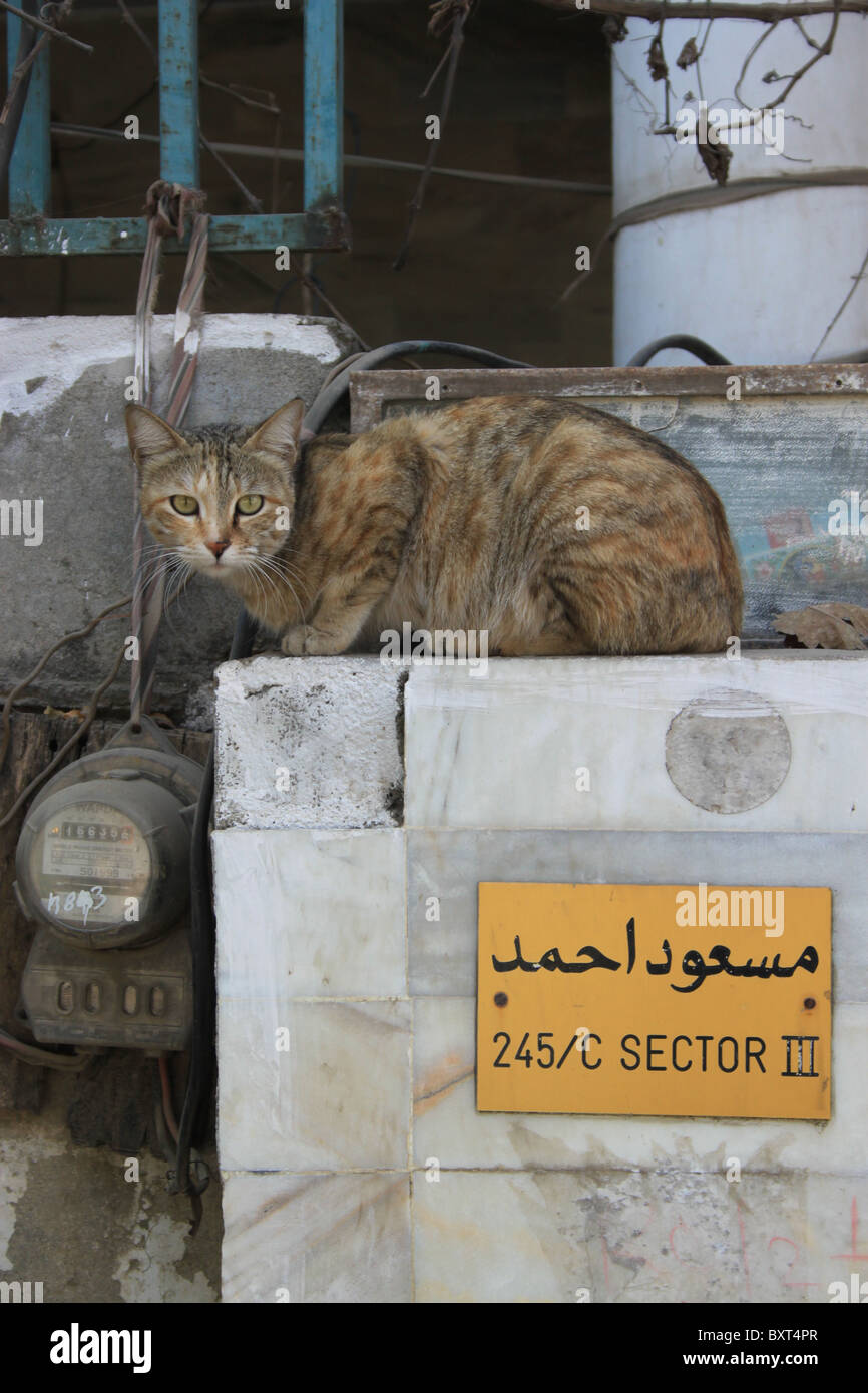 Cat in Rawalpindi, Pakistan Stock Photo Alamy