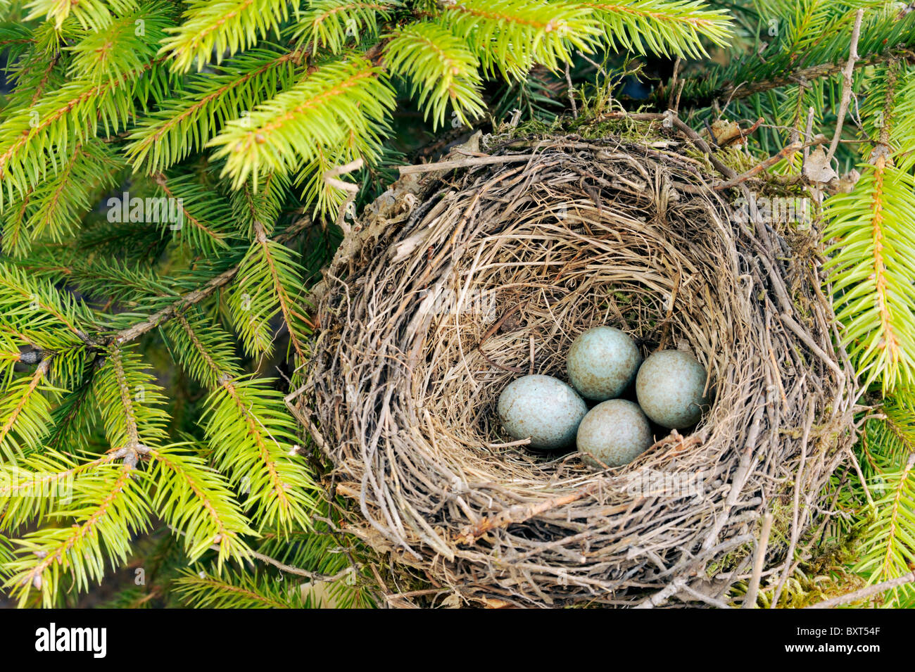 Detail of blackbird eggs in nest Stock Photo