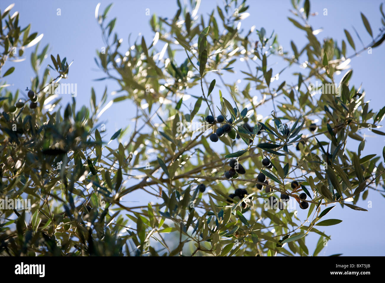 Olives growing on a tree Stock Photo Alamy