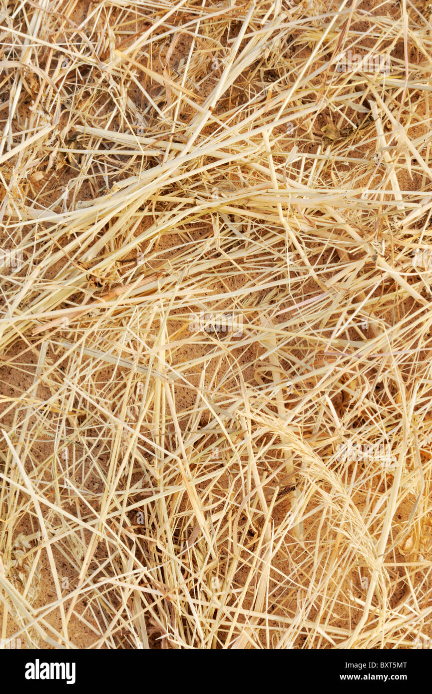 Detail Of Dry Grass Hay Background From Above Stock Photo Alamy
