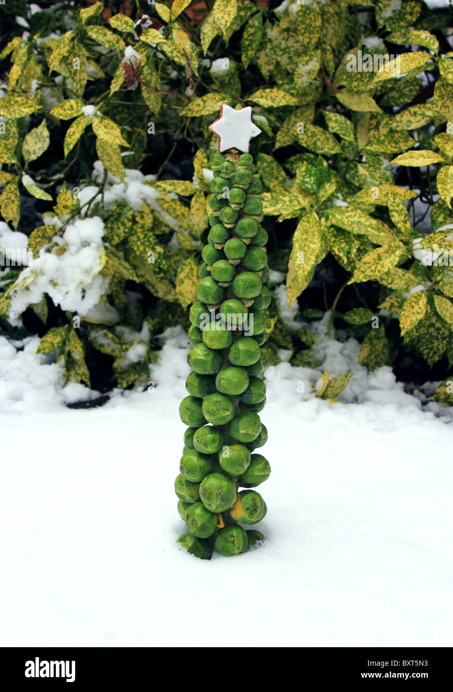 Brussels sprouts Christmas tree in the snow Stock Photo Alamy