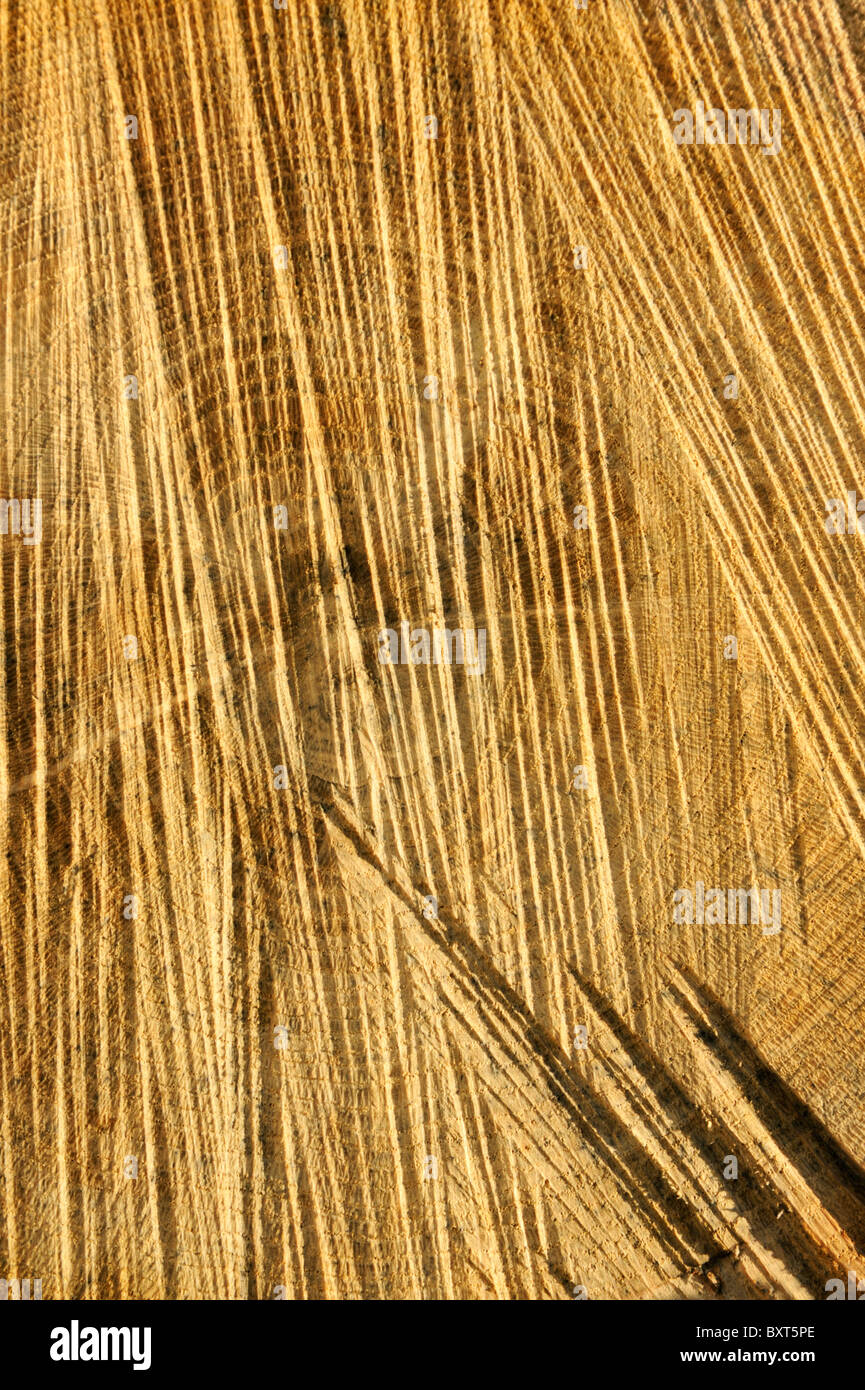 Detail of wooden cut texture - rings and saw cuts - oak - background ...