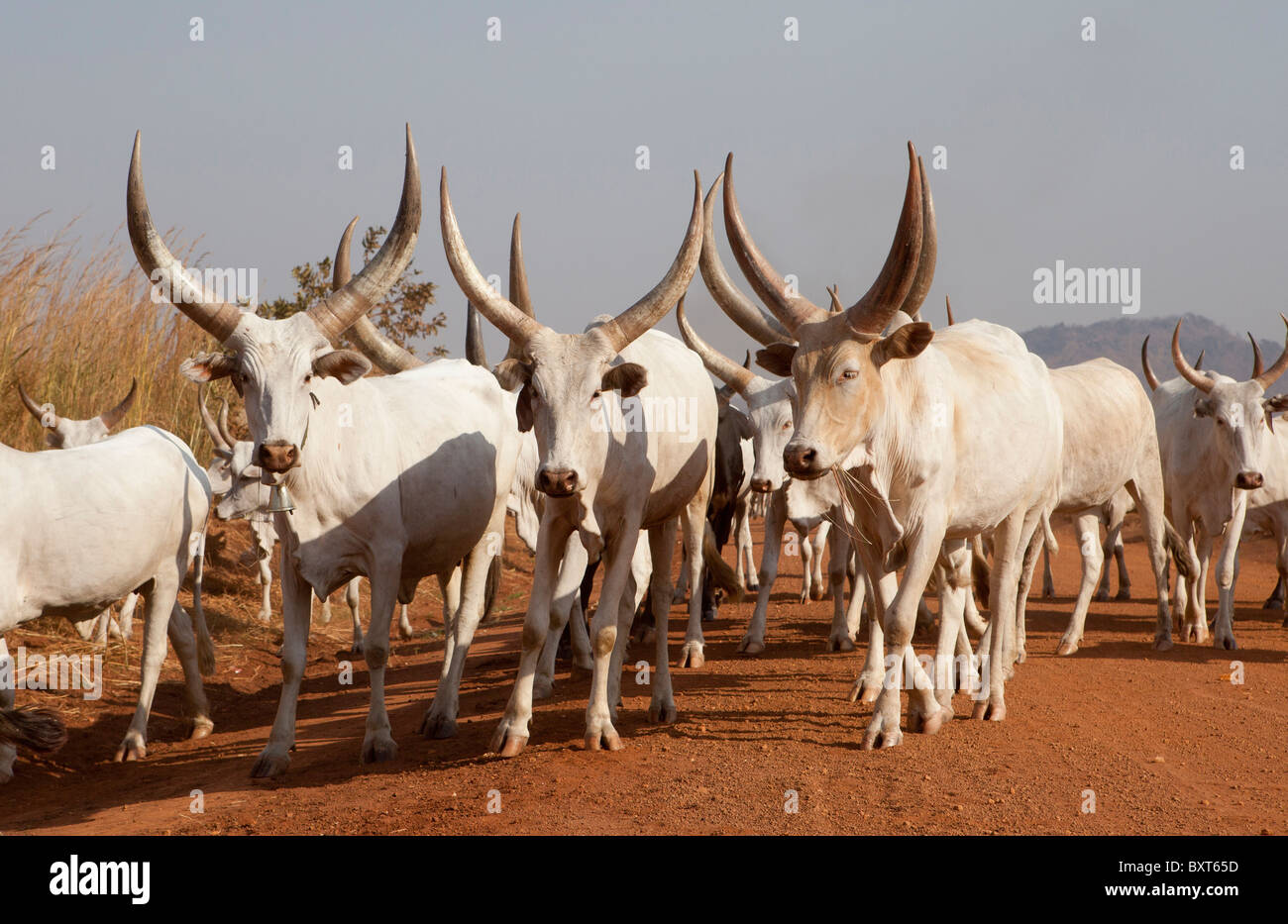 MUNDRI EAST COUNTY, SOUTHERN SUDAN, December 2010: Cattle herders of the Mundri tribe graze their cattle. Stock Photo