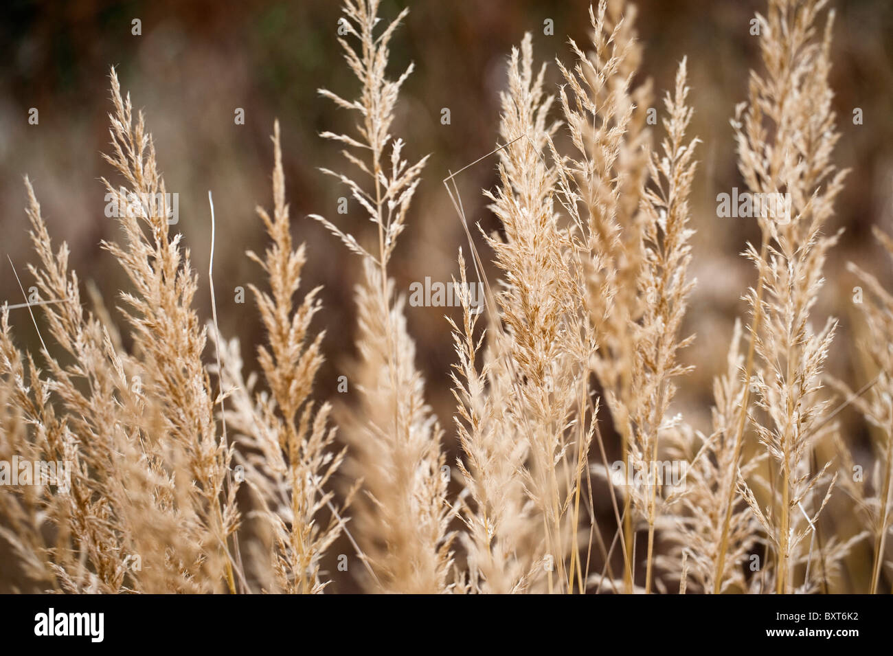 Calamagrostis brachytricha, Korean feather reed grass Stock Photo Alamy