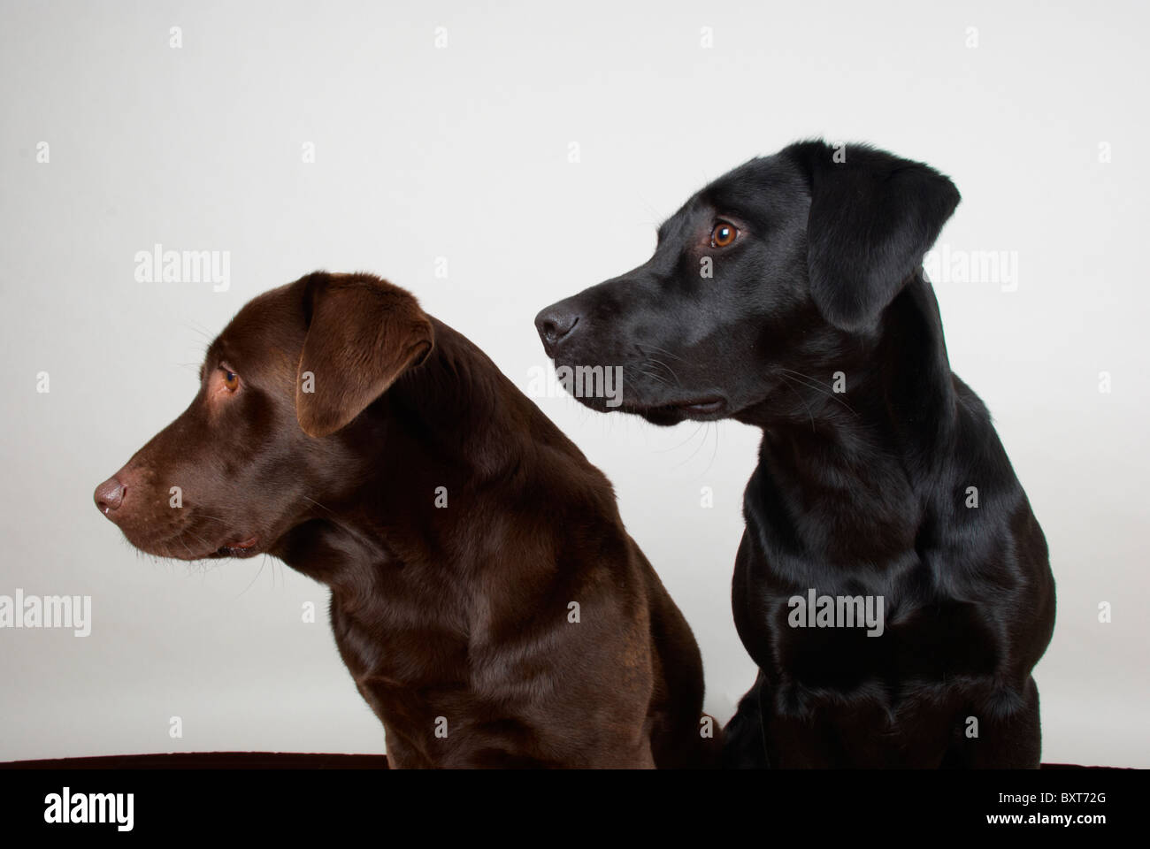 Black & chocolate Labrador retrievers Stock Photo - Alamy
