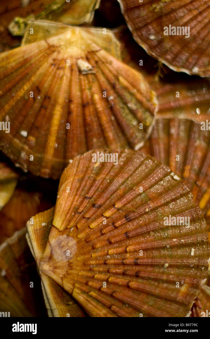 Scallops on sale at fishmonger Stock Photo Alamy