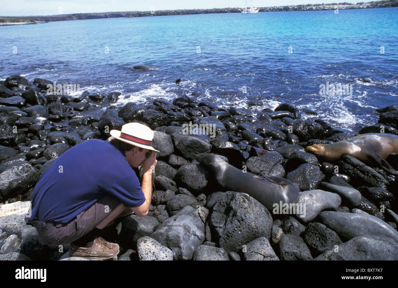 Tourist Photographing Sea Lions On Rocks Stock Photo