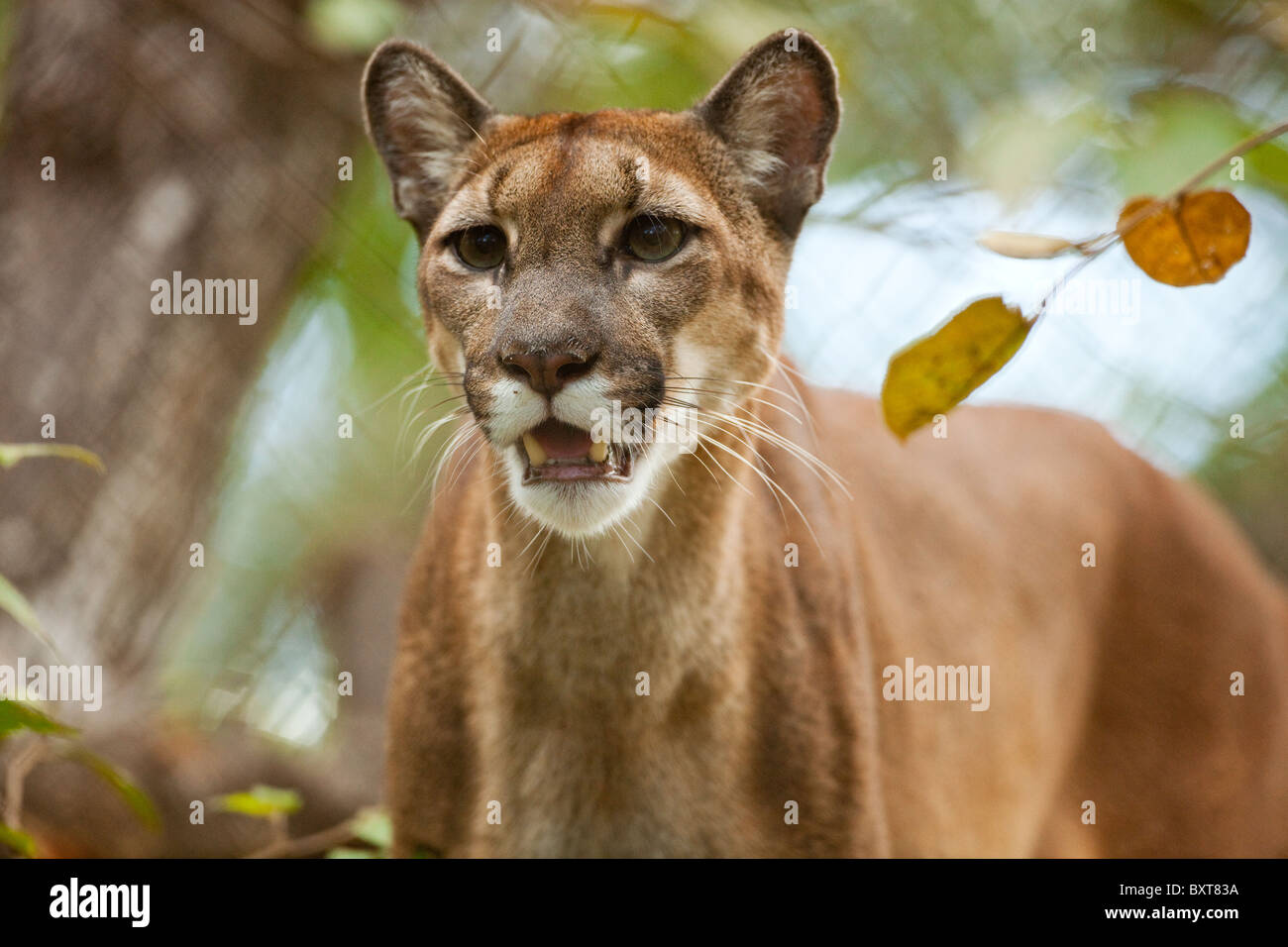 Costa Rica, Guanacaste Province, Captive Puma (Puma concolor) at Las Pumas  Research Center Stock Photo - Alamy