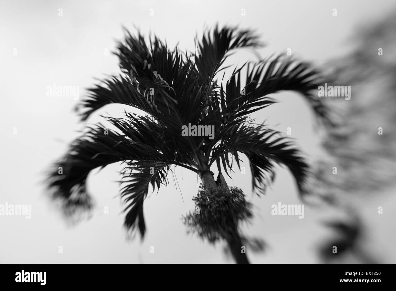 Costa Rica, Alajuela, Blurred image of palm tree on slopes of Poas Volcano Stock Photo