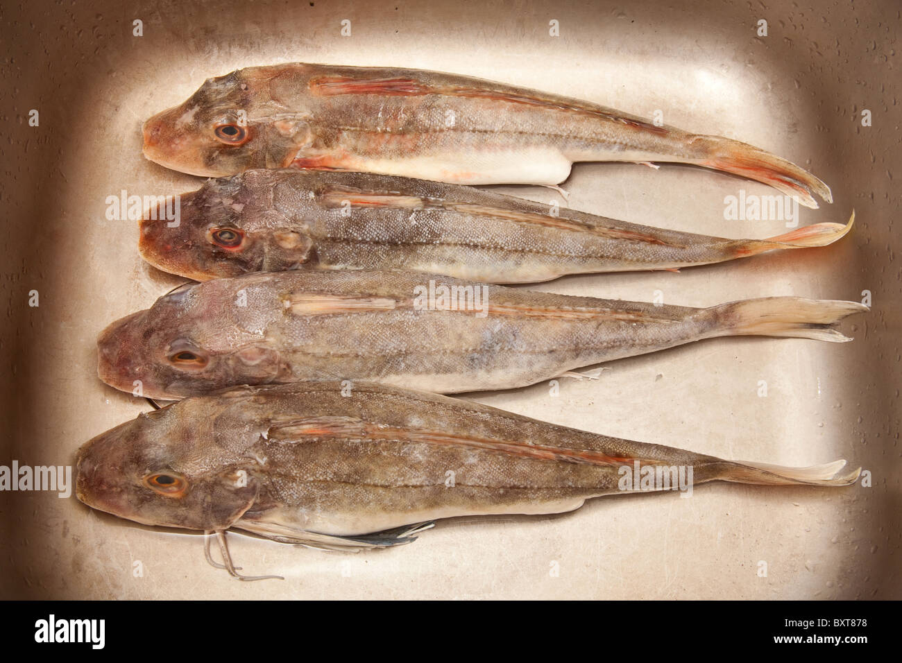 Four whole red gurnard fish Stock Photo - Alamy
