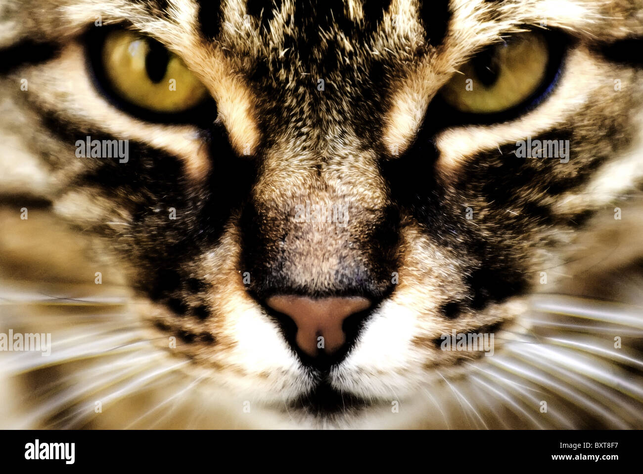 Mackerel tabby cat close up hi-res stock photography and images - Alamy