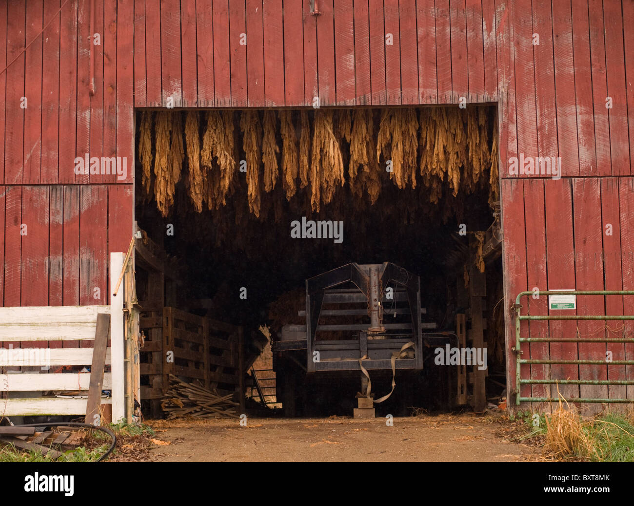 Tobacco hanging in barn to dry. Ohio USA Stock Photo