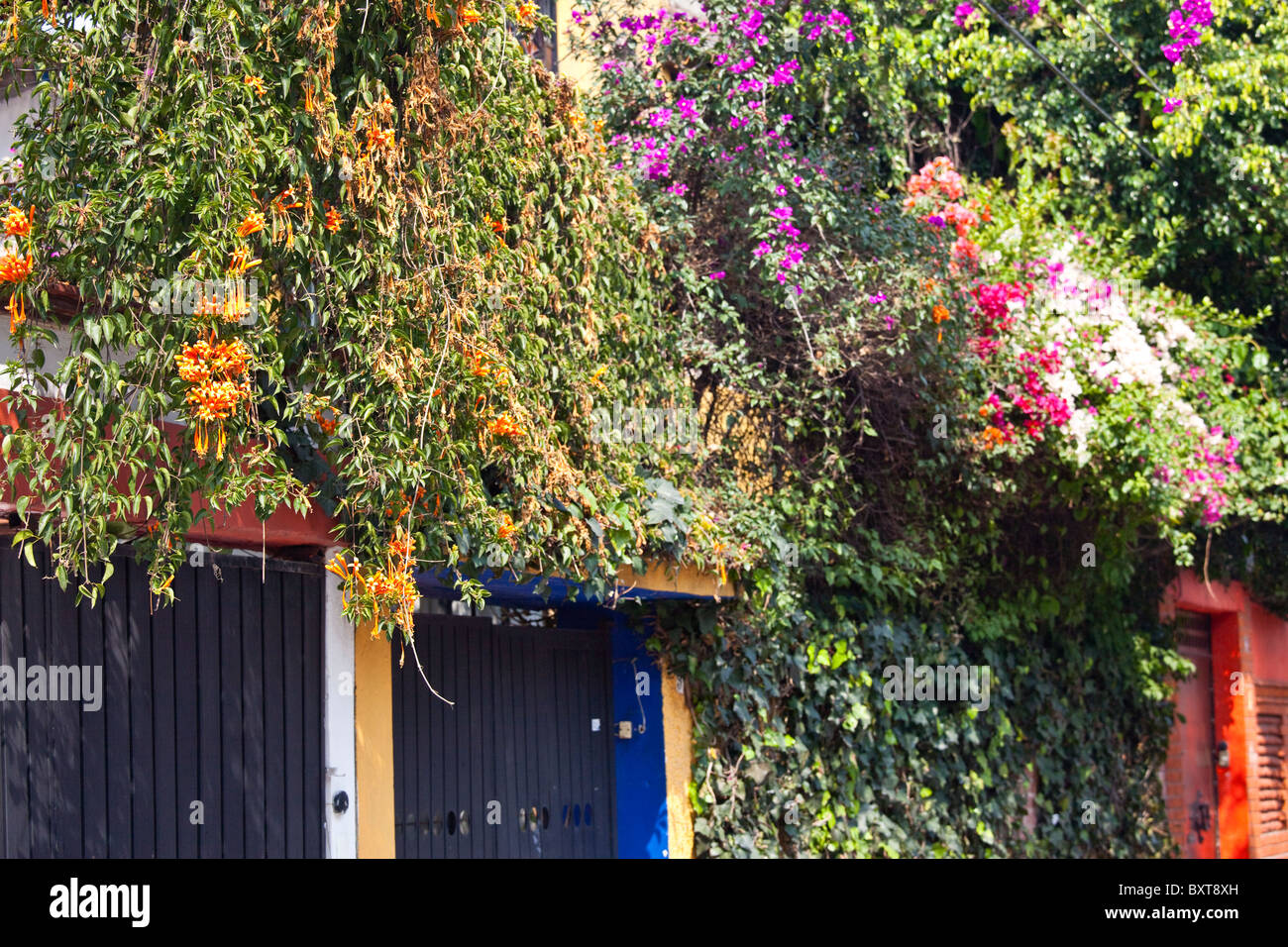 Flowers in Coyoacan, Mexico City, Mexico Stock Photo