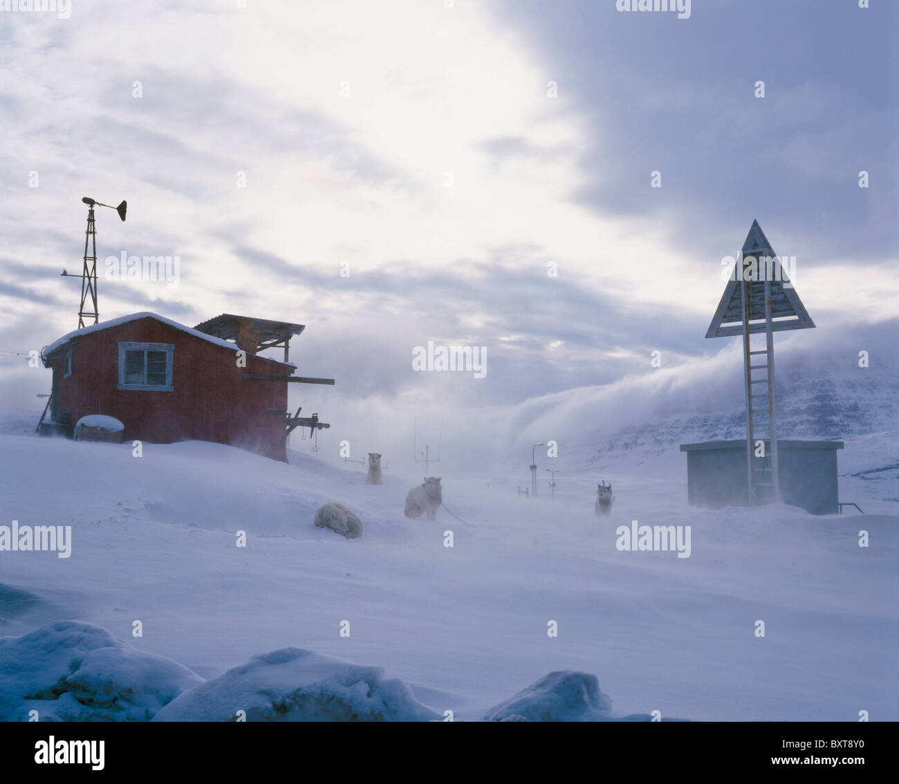 Husky Sled Dogs Resting In The Snow Stock Photo - Alamy