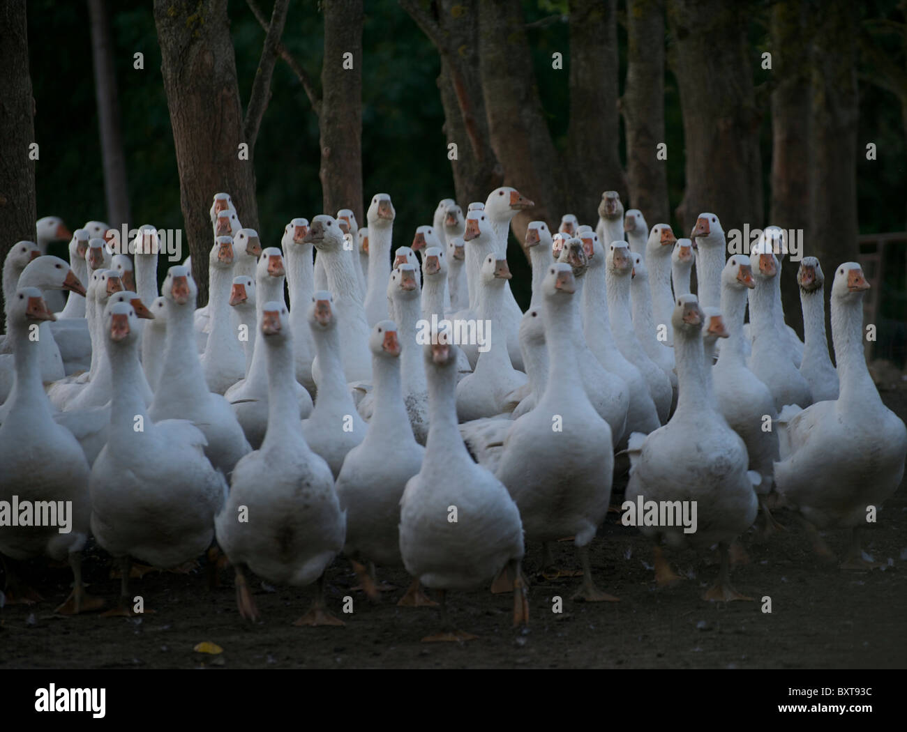 A gaggle of Embden geese heading for their barn for the night. Stock Photo