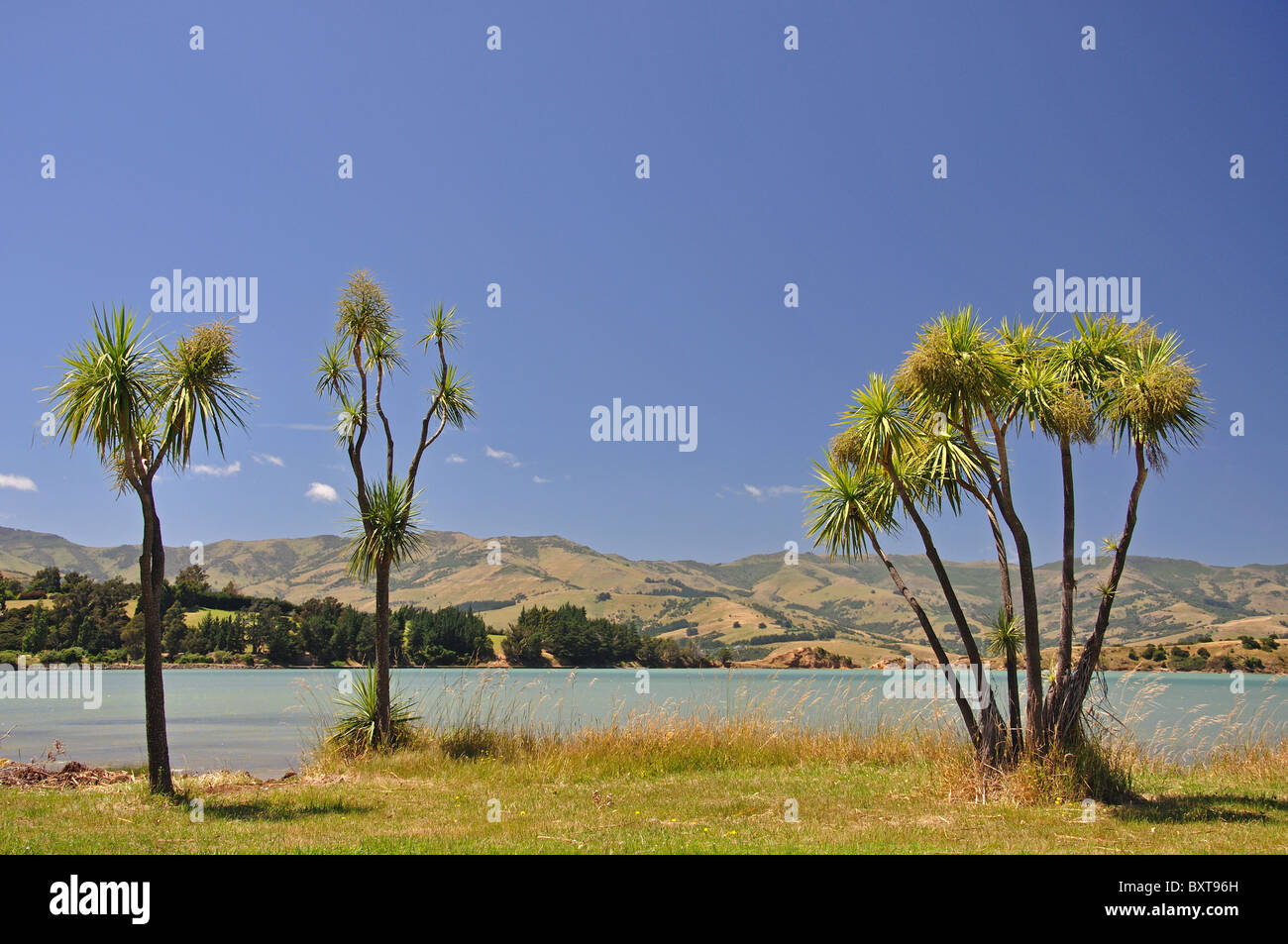 Cabbage trees by Barry's Bay, Akaroa Harbour, Banks Peninsula, Canterbury Region, South Island, New Zealand Stock Photo
