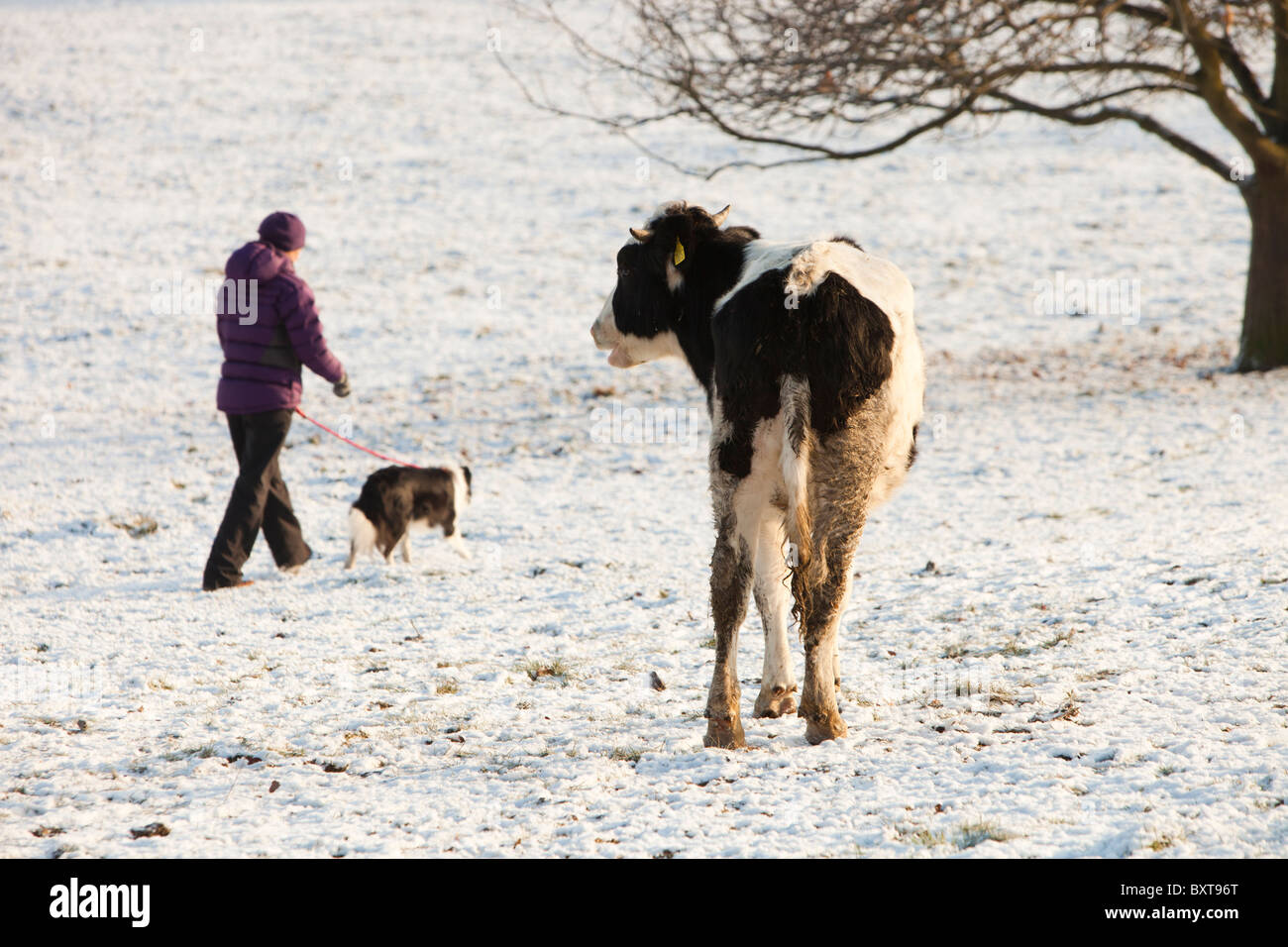 A dog walker in a field near Loughborough with a cow in. Stock Photo