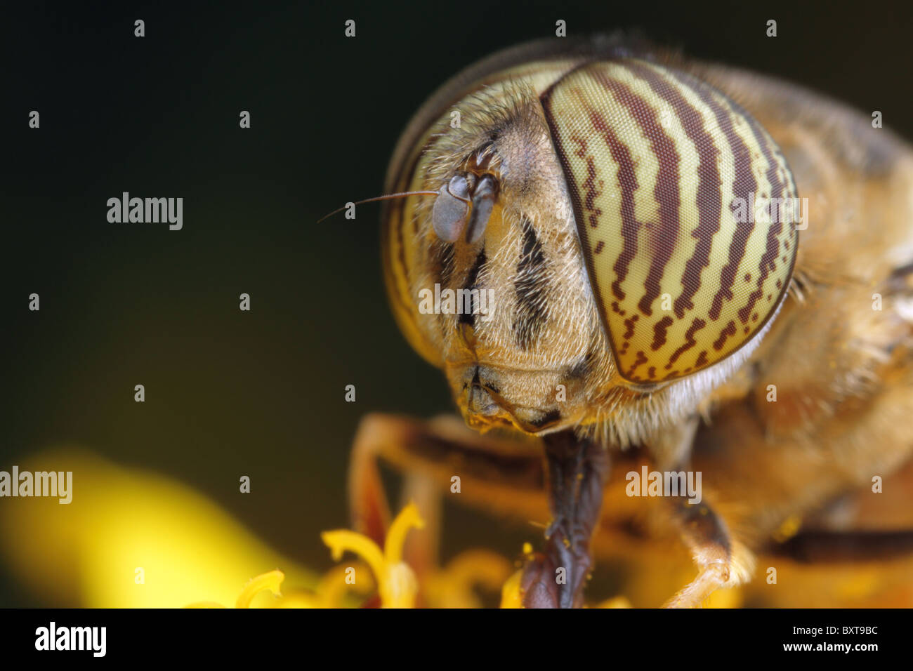 A male drone hoverfly collecting pollen into a yellow flower Stock
