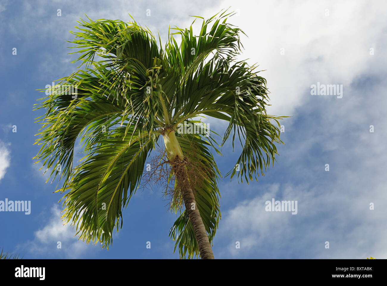 Tropical Palm tree in the sky Stock Photo