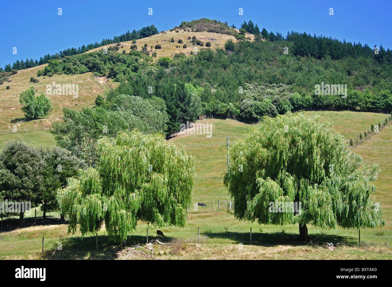 Hillside at Little River, Banks Peninsula, Canterbury, New Zealand Stock Photo