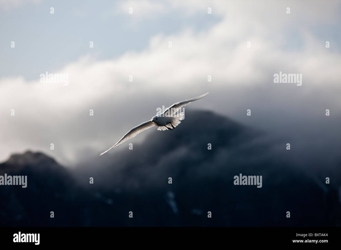 Norway, Svalbard, Spitsbergen Island, Ivory Gull (Pagophila eburnea) in flight near Sallyhammna Harbor Stock Photo