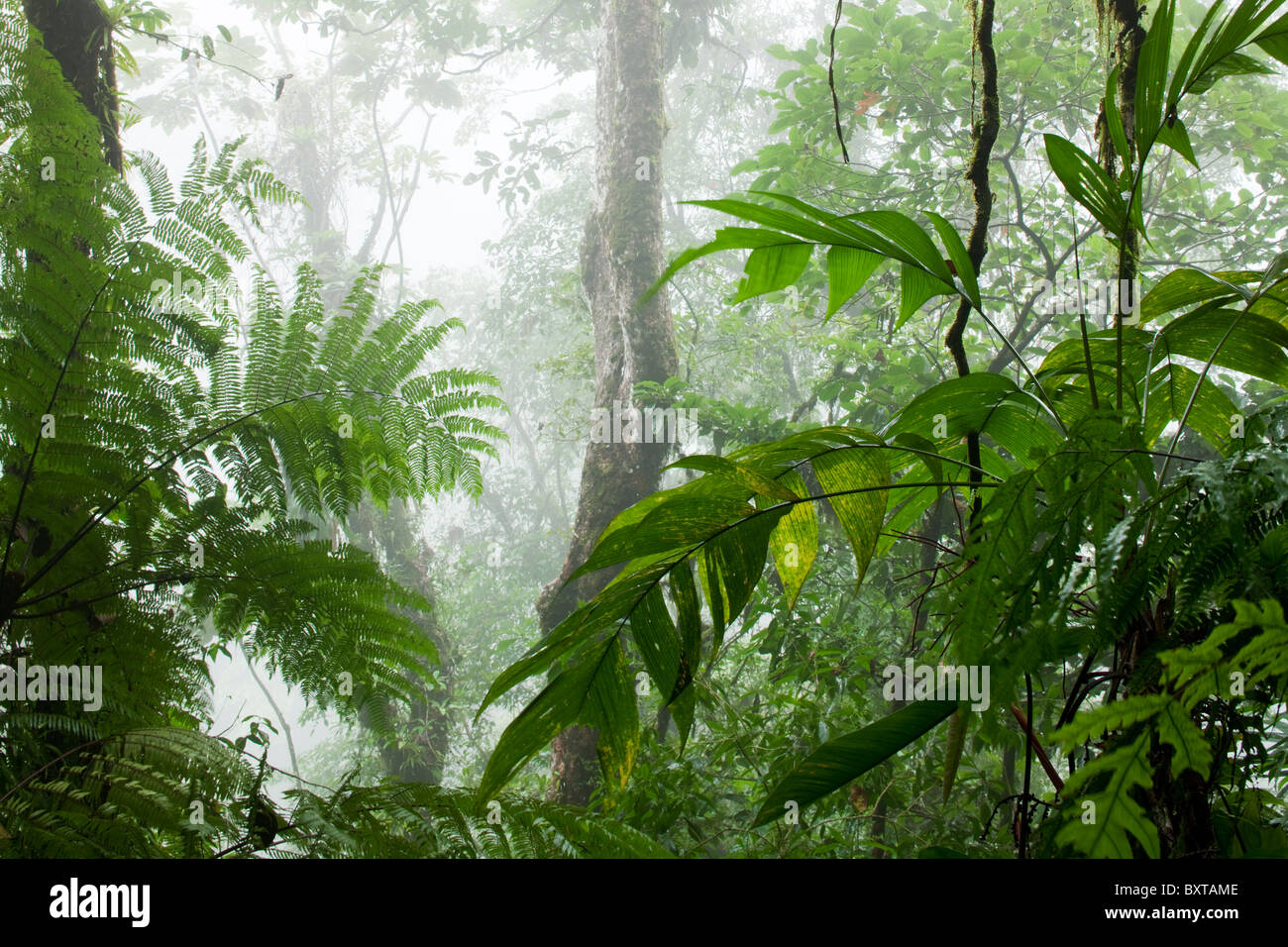 Costa Rica, La Fortuna, Rainforest along Fortuna River Stock Photo