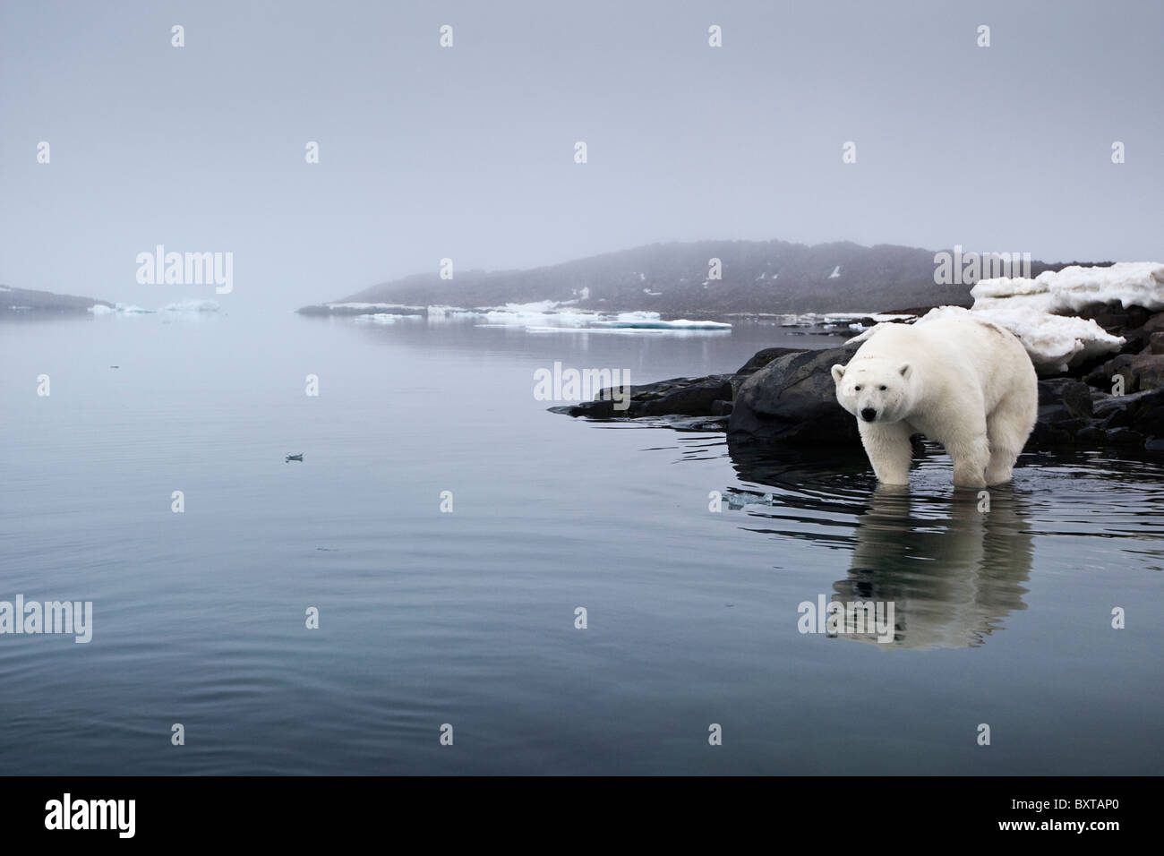 Norway, Svalbard, Polar Bear (Ursus maritimus) reflected in still water along Malmgren Island on foggy evening Stock Photo