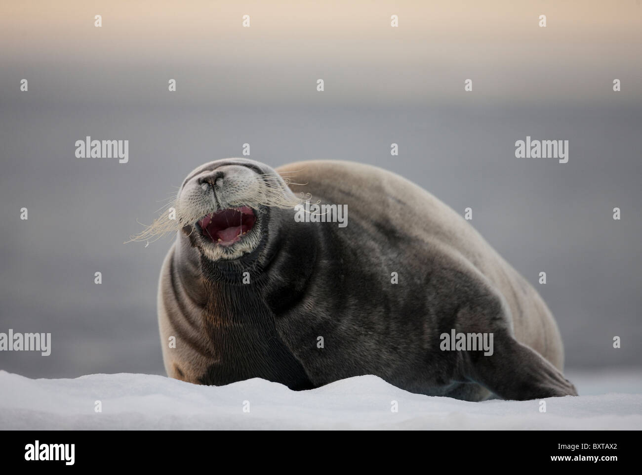 Norway, Svalbard, Nordaustlandet, Bearded Seal (Erignathus barbatus ...