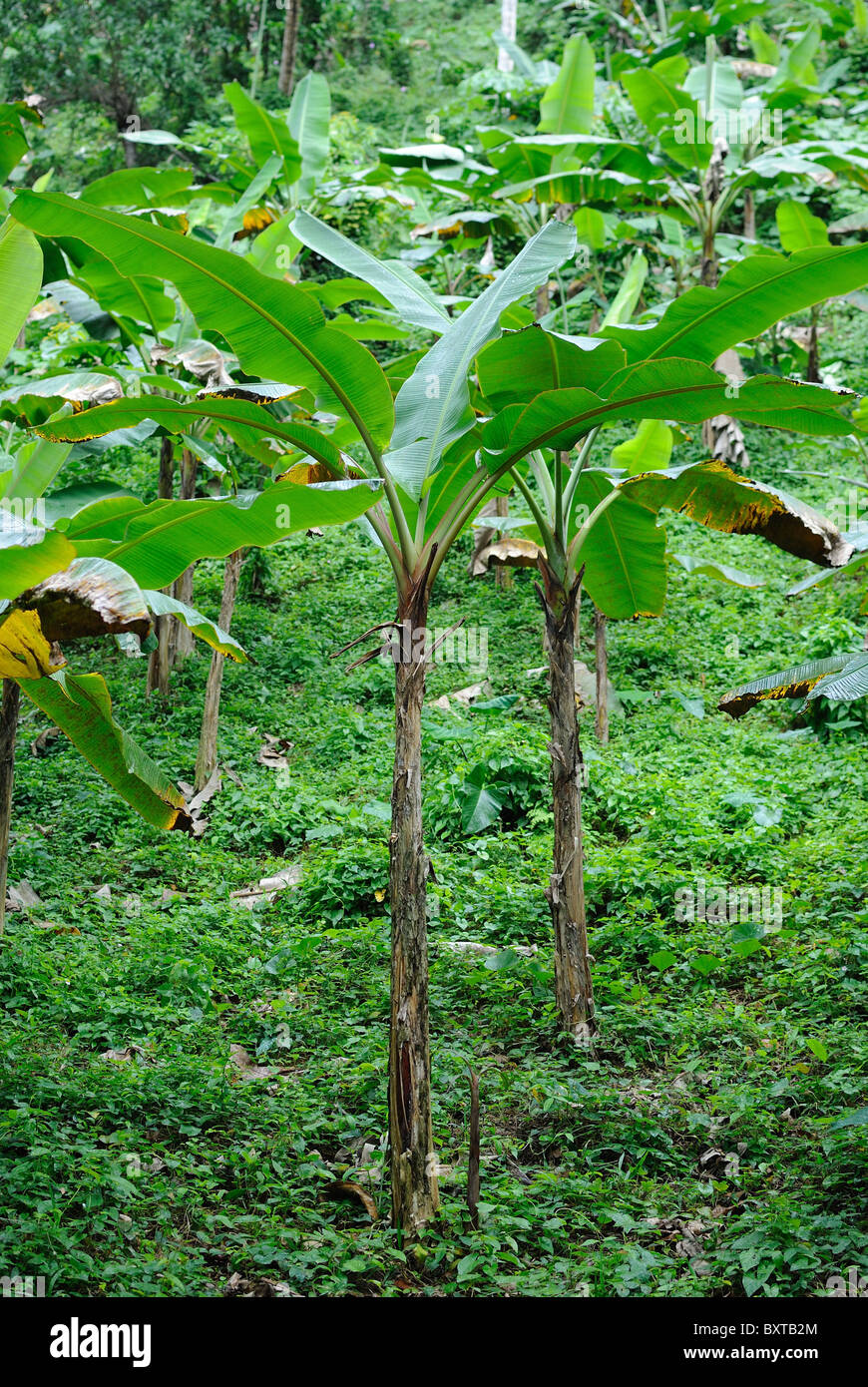 Young banana trees on a banana plantation Stock Photo