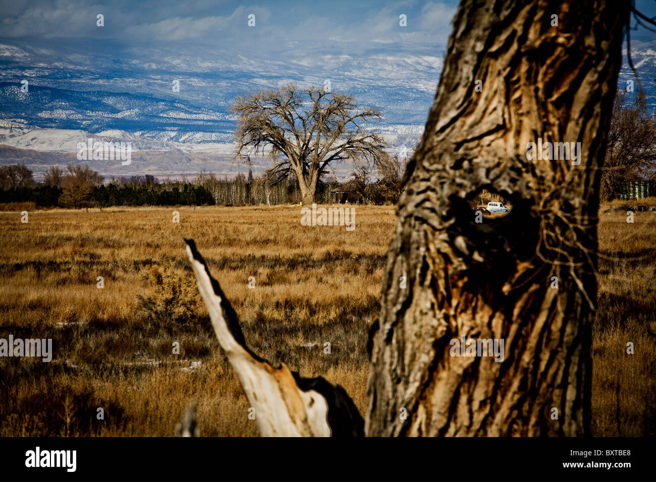 Western cottonwood tree hires stock photography and images Alamy