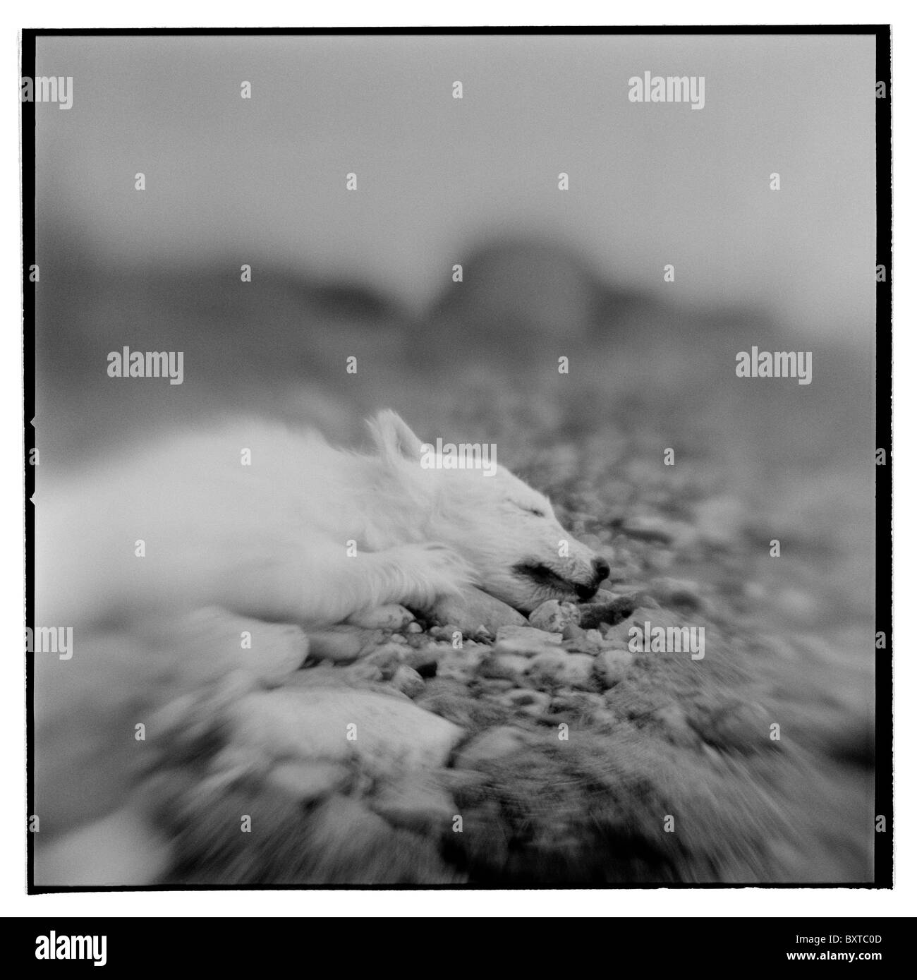 Norway, Svalbard, Nordaustlandet, Blurred black and white image of dead polar bear cub on Lagøya Island Stock Photo