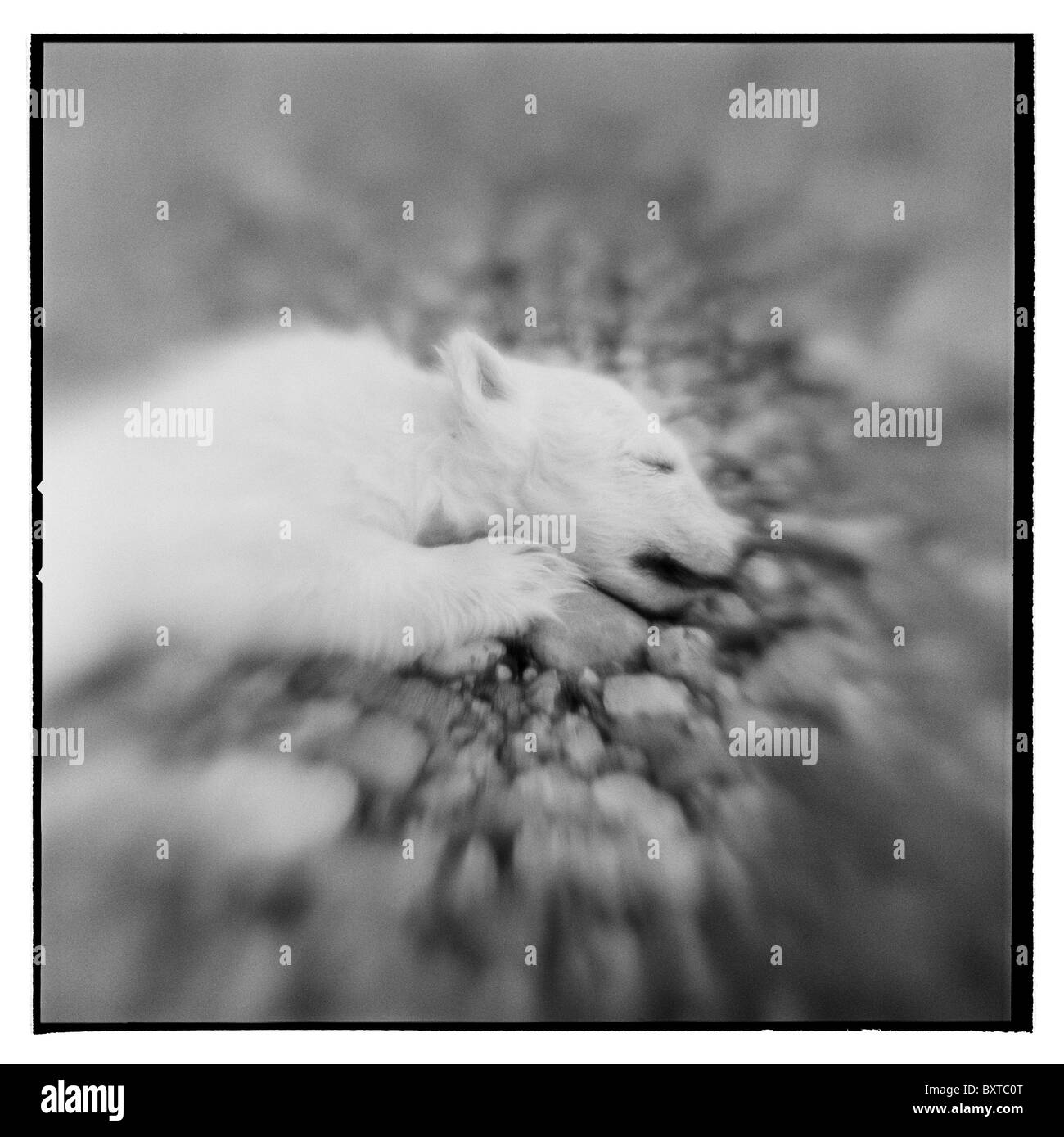 Norway, Svalbard, Nordaustlandet, Blurred black and white image of dead polar bear cub on Lagøya Island Stock Photo