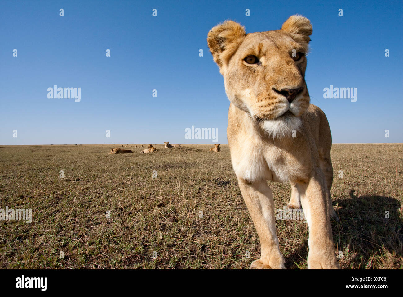 Masai mara sunny day portrait hi-res stock photography and images - Alamy