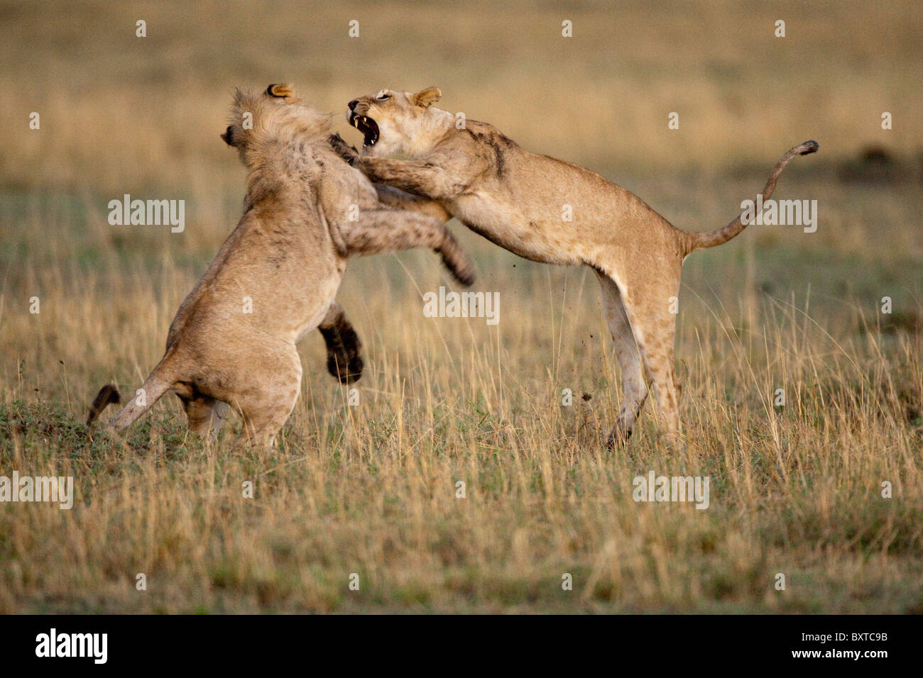 Africa, Kenya, Masai Mara Game Reserve, Young Lions (Panthera leo) leap ...