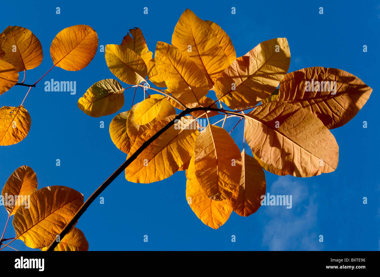 Autumn Leaves Cotinus Grace Stock Photo