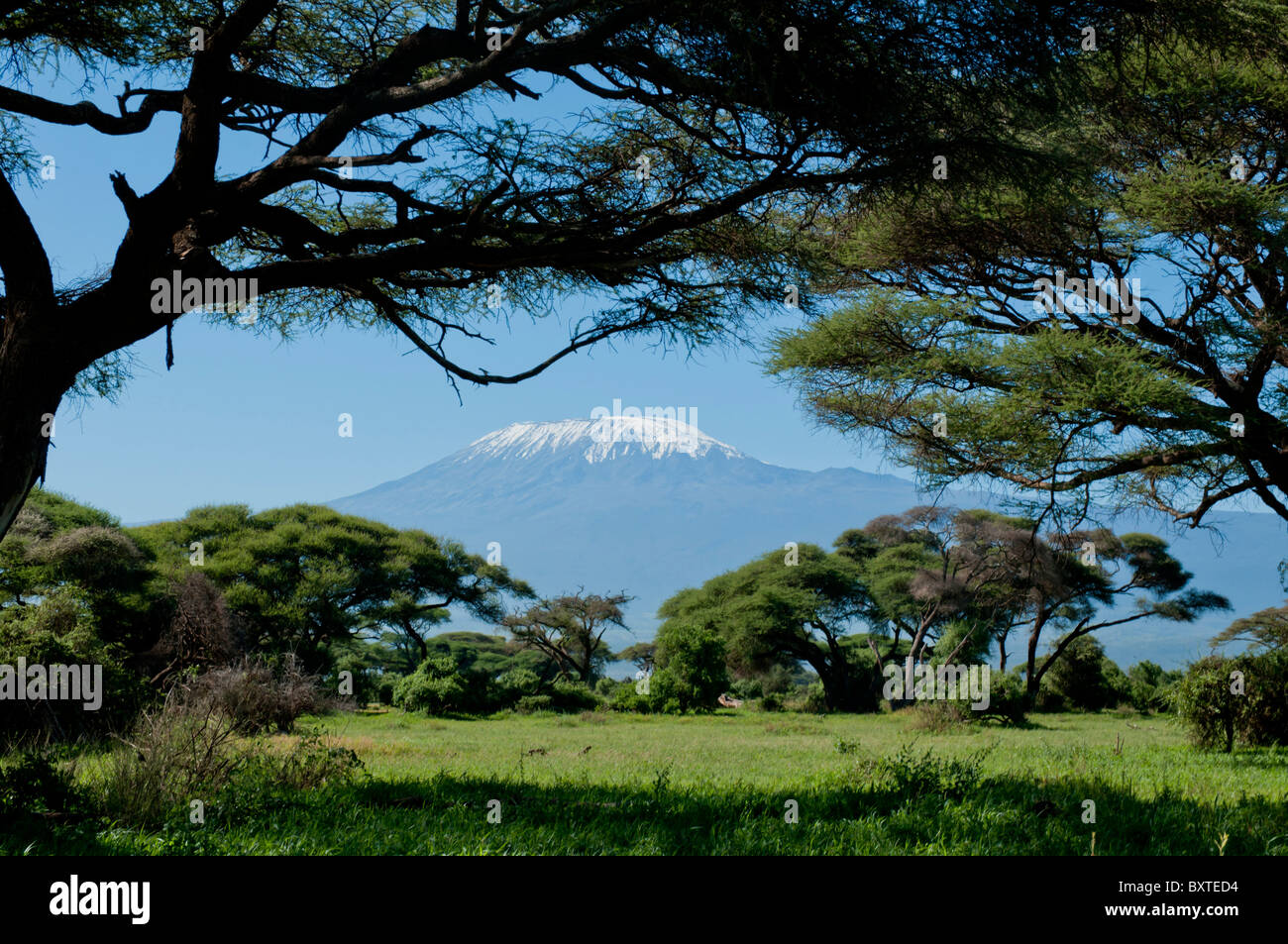 Kenya, Amboseli, Kilimanjaro, Acacia Tree Landscape Stock Photo