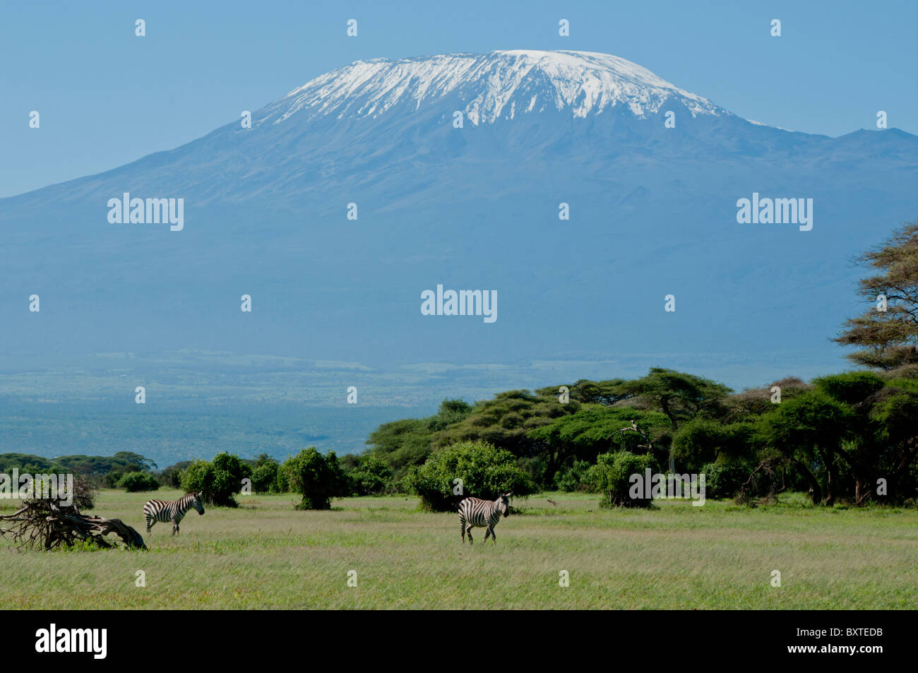 Kenya, Amboseli, Kilimanjaro, Zebra Stock Photo