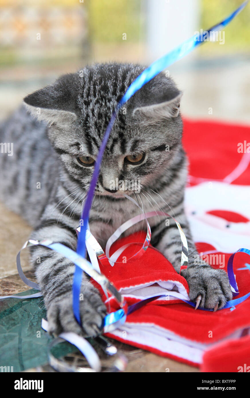 British Shorthair Silver Spotted Kitten 3 Months Old Stock Photo