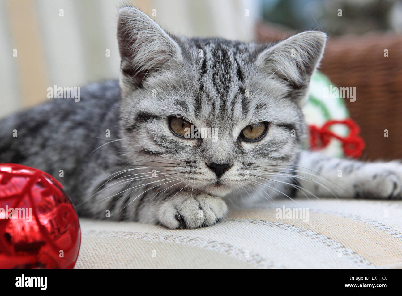 British Shorthair, Silver Spotted Kitten, 3 Months Old Stock Photo