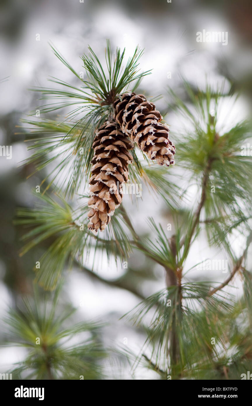 Pine cones on a tree Stock Photo